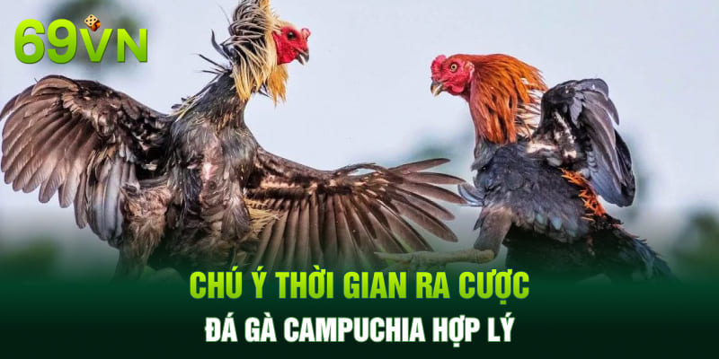 Chú ý thời gian ra cược đá gà Campuchia hợp lý