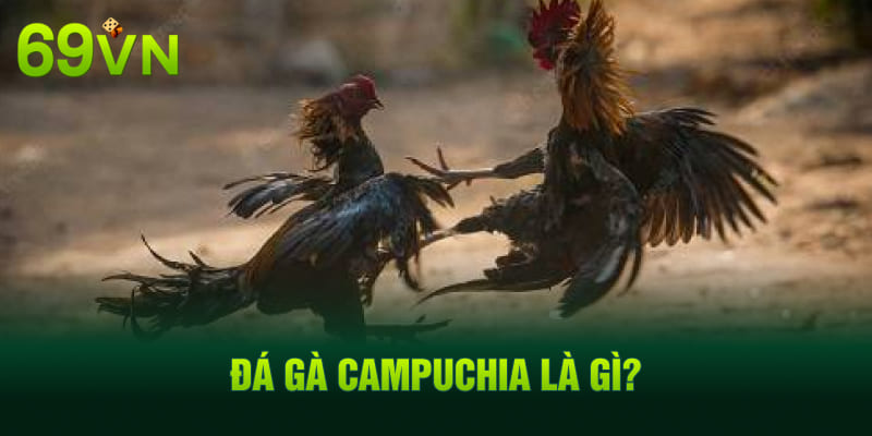 Đá gà Campuchia là gì?